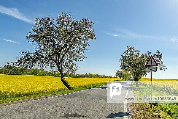 Landstraße  niemand  Rapsfeld  Raps (Brassica napus)  Kirschbäume (cerasus)  Rehna  Mecklenburg-Vorpommern  Deutschland  Europa