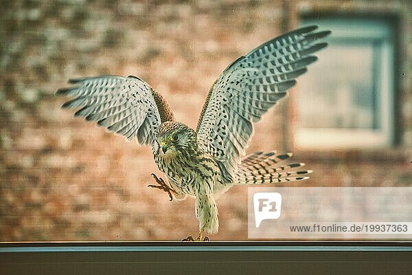 Turmfalke (Falco tinnunculus) spaziert auf dem Fensterrahmen
