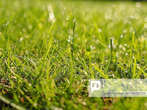 Schönes natürliches Gras mit Wassertropfen  selektiver Fokus mit magischem weichen Bokeh  Sommermorgensonne