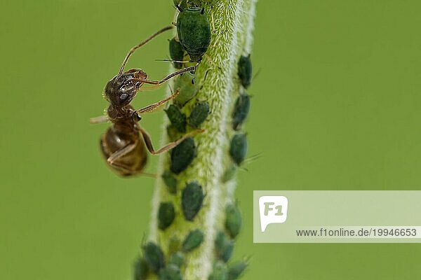 Ameise pflegt Blattläuse