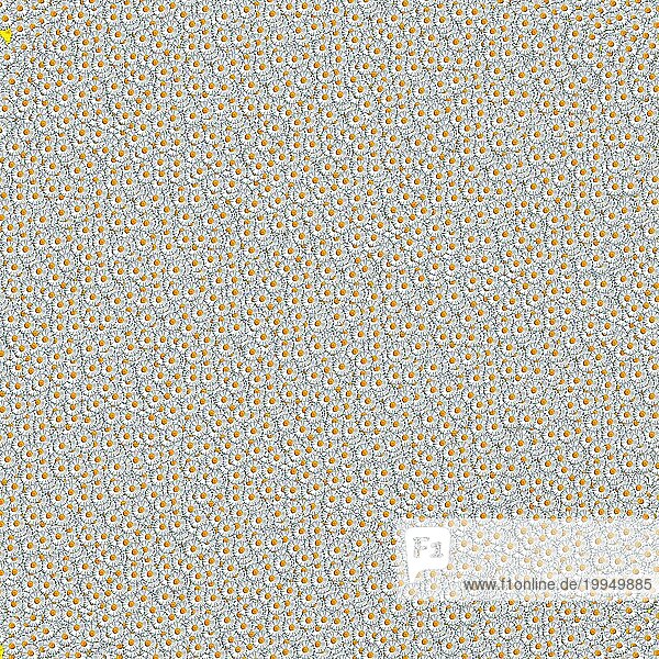 Eine Blume  bzw. Blütenkopf von der Magerwiesen-Margerite (Leucanthemum vulgare) als weiß gelber Hintergrund  Muster