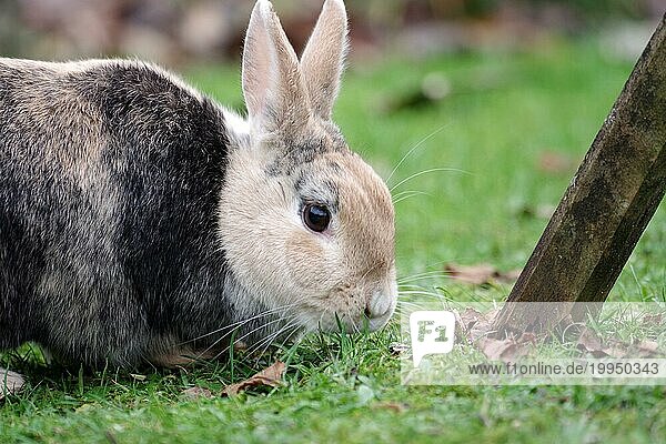 Kaninchen (Oryctolagus cuniculus domesticus)  Haustier  Hase  Gras  draußen  Ostern  Deutschland  Porträt von einem Hauskaninchen. Es frisst Gras im Garten  Europa