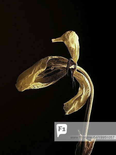 Alte verwelkte gelbe Tulpe auf einem dunklen Hintergrund  Vergangenheit Schönheit mit abstrakter Zerbrechlichkeit