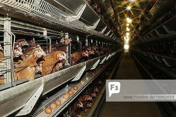 Hens in cages with eggs at poultry farm