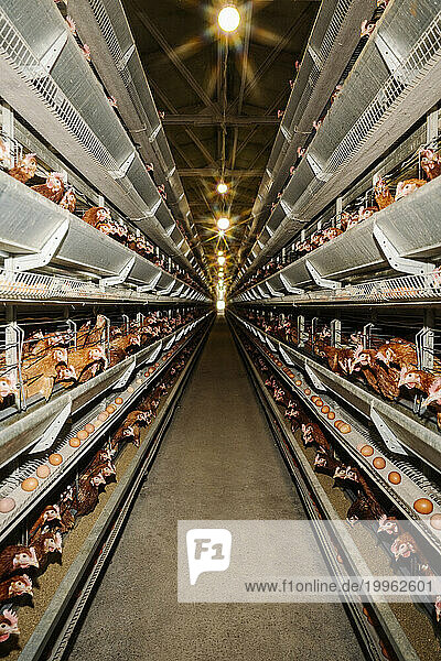 Aisle with hens in cages kept on racks at poultry farm
