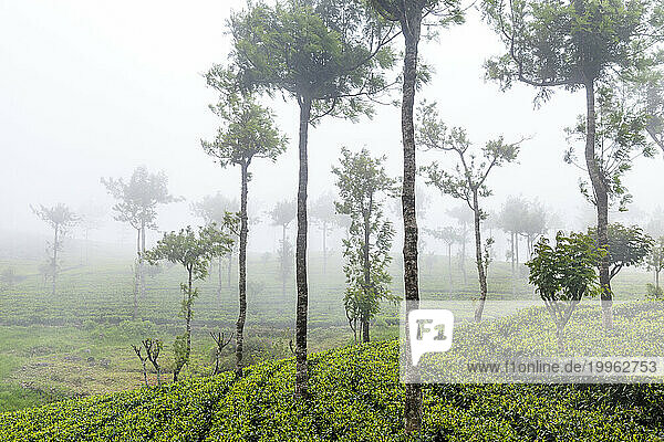 Sri Lanka  Uva Province  Green tea plantation in fog