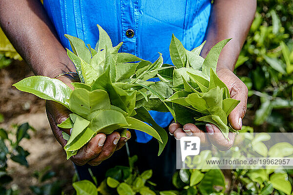 Sri Lanka  Uva Province  Hands of plantation worker harvesting tea