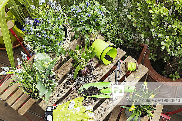 Various flowering plants with gardening equipment on table