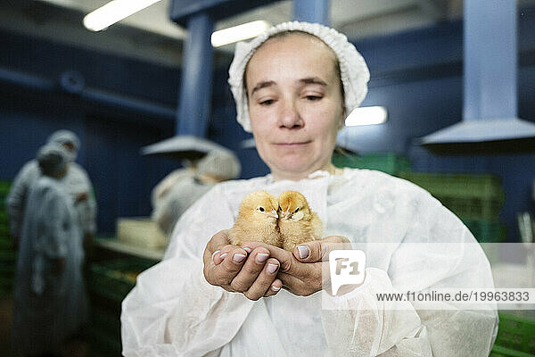 Veterinarian holding chickens in hand at factory
