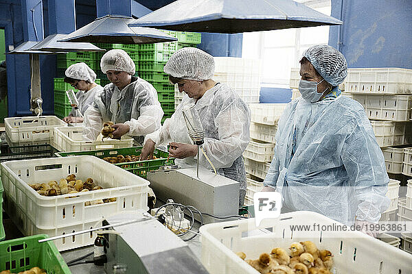 Veterinarians arranging chickens in plastic containers at factory