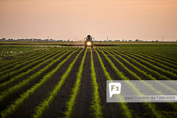 Tractor spraying fertilizer on corn field at sunset