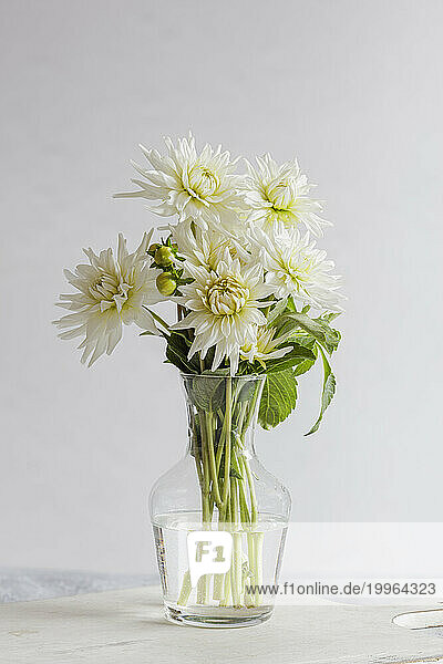 Studio shot of white blooming My Love  dahlias on wooden tray
