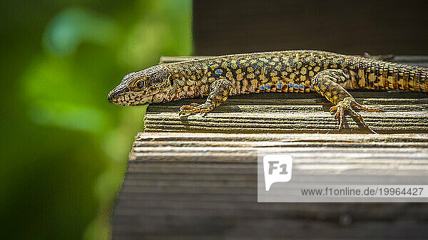 Portrait of spotted lizard lying on wooden surface