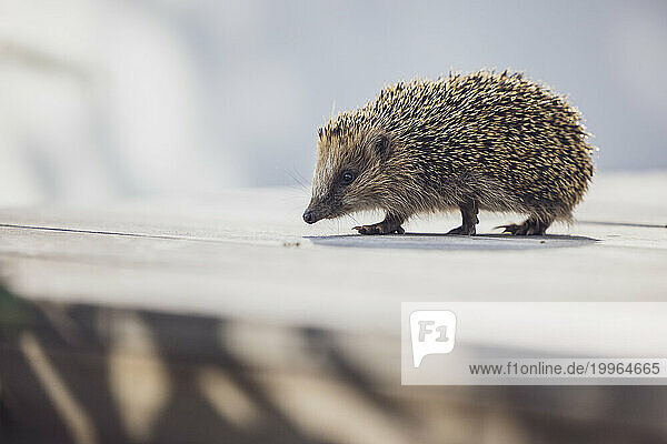 Cute hedgehog walking on wooden terrace