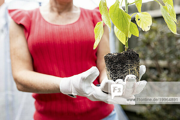 Woman wearing glove and holding plant in garden