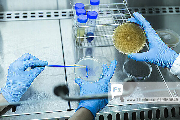 Scientists examining sample on petri dish at laboratory