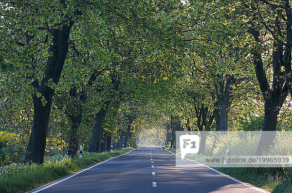 Germany  Mecklenburg-Vorpommern  Treelined country road in summer