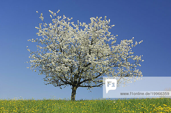 White cherry blossom tree in springtime meadow