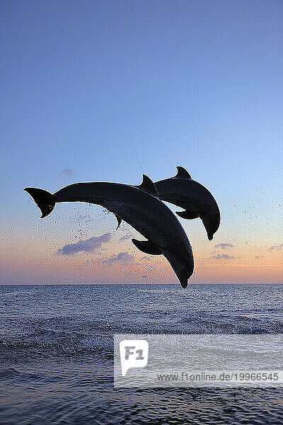 Bottle-nosed dolphins (Tursiops truncatus) jumping in Caribbean Sea at dusk