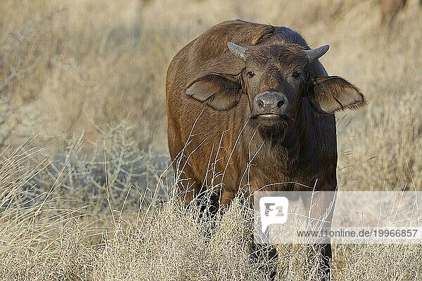 Kaffernbüffel (Syncerus caffer caffer)  junges Kalb im hohen trockenen Gras stehend  in die Kamera blickend  KrugerNationalpark Südafrika