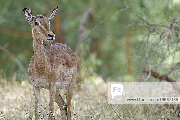 Impala (Aepyceros melampus)  erwachsenes Weibchen  stehend im hohen trockenen Gras  wachsam  Tierporträt  KrugerNationalpark Südafrika