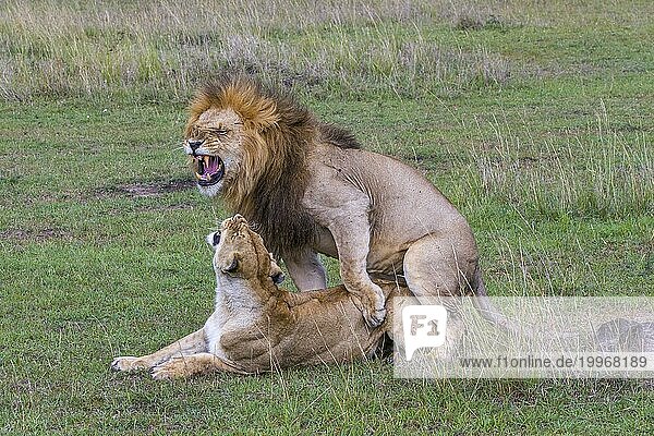 Löwe und Löwin paaren sich  Kopula  Masai. Mara  Kenia  Afrika