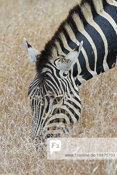 BurchellZebra (Equus quagga burchellii)  erwachsenes Tier im hohen trockenen Gras  fressen  Nahaufnahme des Kopfes  Kruger National Park  Südafrika