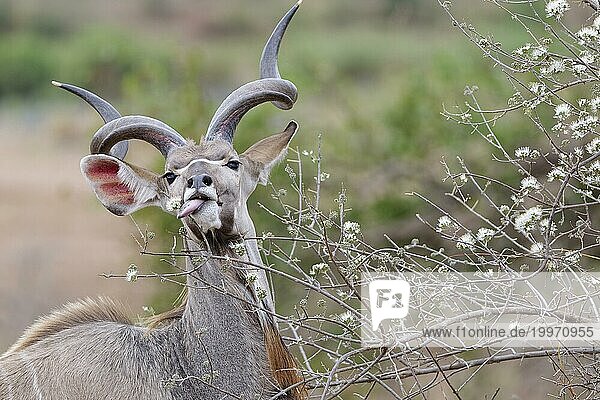 Großer Kudu (Tragelaphus strepsiceros)  erwachsenes Männchen beim Fressen von Blütenknospen  Blick in die Kamera  KrugerNationalpark Südafrika