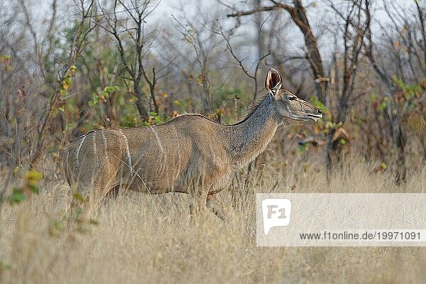 Großer Kudu (Tragelaphus strepsiceros)  erwachsenes Weibchen im hohen trockenen Gras  KrugerNationalpark Südafrika