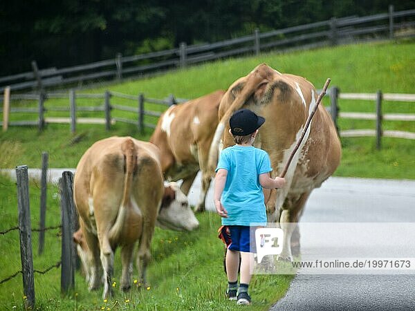 Kind auf der Alm treibt Kühe mit dem Stock wie ein richtiger Bauer  Schladminger Tauern  Steiermark  Österreich  Europa