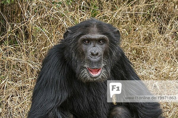 Gemeiner Schimpanse (Pan troglodytes)  Afrika  Kenia  Sweewaters Tented Camp  Afrika