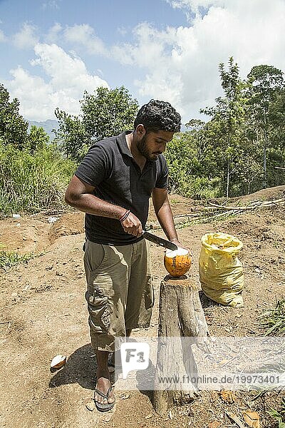 Mann beim Öffnen einer frischen Kokosnuss Ella  Bezirk Badulla  Provinz Uva  Sri Lanka  Asien
