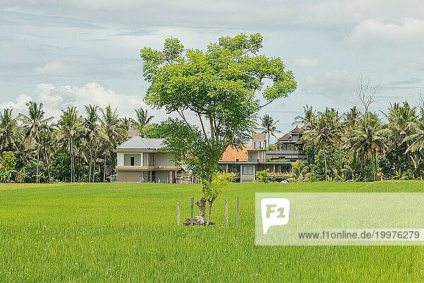 Reisfelder mit Haus auf dem Lande  Ubud  Bali  Indonesien  grünes Gras  große Bäume  Dschungel und bewölkter Himmel. Reisen  tropisch  Landwirtschaft  Asien