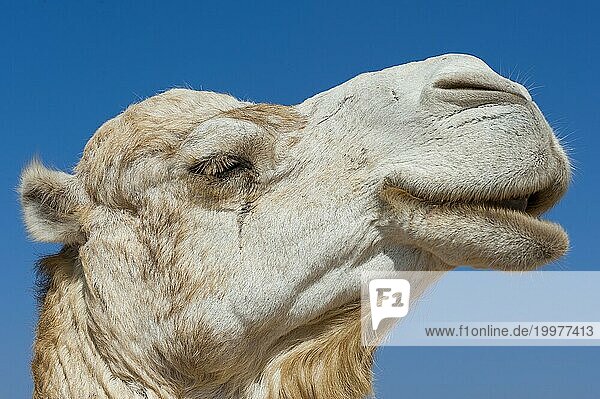 Dromedar (Camelus dromedarius)  Arabisches Kamel im Kopfportrait  Kopf  Tier  Nutztier  Detail  witzig  lustig  Gag  Humor  seitlich  Profil  Spaß  Mimik  lacht  lachen  Lasttier  Orient  orientalisch  reiten  Kamelreiten  Marokko  Afrika