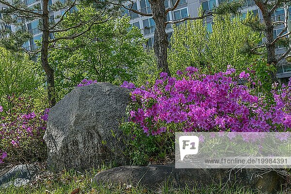 Schöne lilafarbene Frühlingsblumen wachsen neben einem großen Felsbrocken in einem öffentlichen Park am sonnigen Nachmittag  Südkorea  Südkorea  Asien