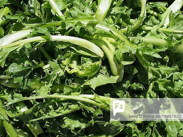 Gemeine Wegwarte Salatblätter Gemüse Lebensmittel