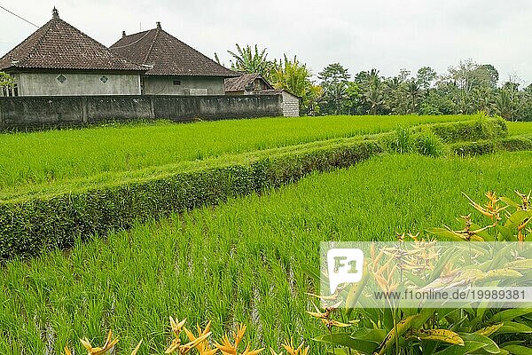 Reisterrassen  Campuhan Gratwanderung  Bali  Indonesien  Weg auf dem Hügel mit Gras  großen Bäumen  Dschungel und Reisfeldern. Reisen  tropisch  Ubud  Asien
