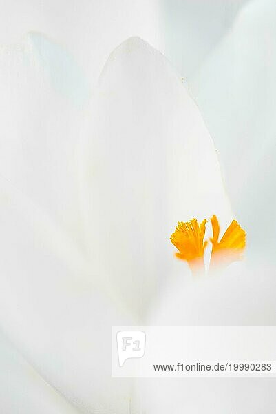 Krokus (Crocus)  minimalistische Nahaufnahme  Makroaufnahme einer rein weißen Blüte mit einem leuchtend gelben Stempel und sichtbaren Pollen  Vorfrühling  März  Frühblüher  Niedersachsen  Deutschland  Europa