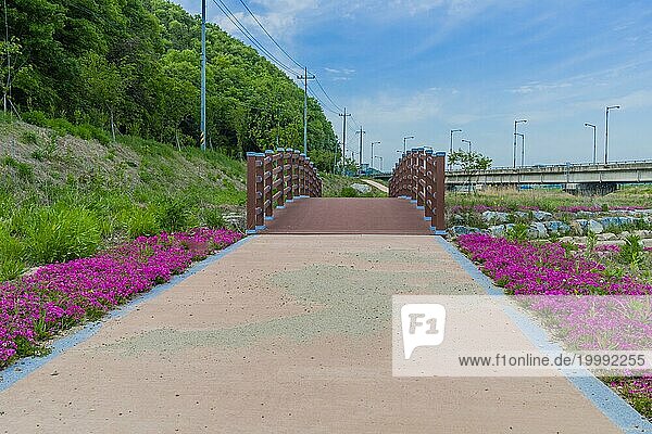 Hölzerne Fußgängerbrücke in einem öffentlichen Park mit violetten Blumen und üppigen grünen Bäumen auf der linken Seite und einer Autobahn auf der rechten Seite und einem blauen Himmel mit Wolkenfetzen über dem Kopf  Südkorea  Asien