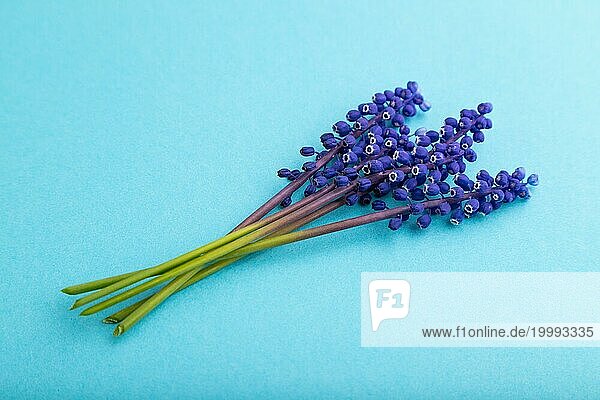 Muscari oder murine Hyazinthe Blumen auf blauem Pastell Hintergrund. Seitenansicht  Nahaufnahme  Stillleben. Schönheit  Frühling  Sommer Konzept. viper Bogen