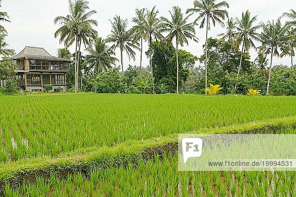 Reisterrassen  Campuhan Gratwanderung  Bali  Indonesien  Weg auf dem Hügel mit Gras  großen Bäumen  Dschungel und Reisfeldern. Reisen  tropisch  Ubud  Asien