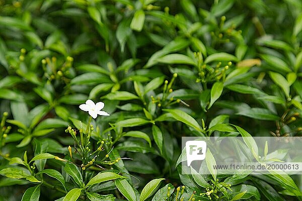 Weiße Jasminblüten im botanischen Garten  selektiver Fokus  Kopierraum  Malaysia  Kuching Orchideenpark  Asien