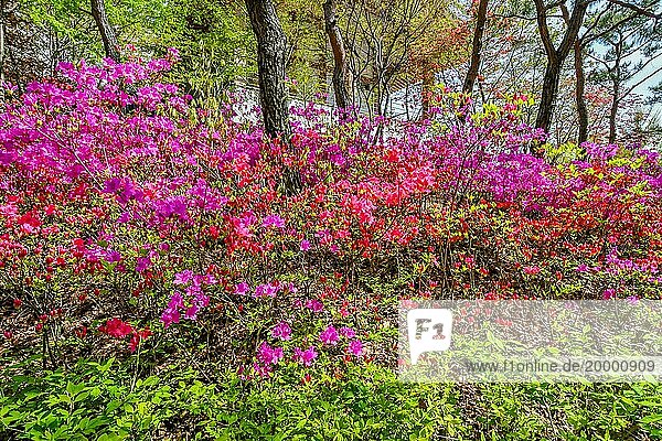 Rote und violette Frühlingsblumen unter dem Blätterdach der Bäume an einem sonnigen Nachmittag  Südkorea  Südkorea  Asien