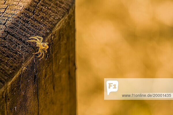 Nahaufnahme einer springenden Spinne mit durchscheinendem Körper auf einem viereckigen Holzpfosten mit Blick in Richtung Kamera