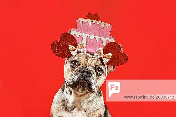 Merle Französische Bulldogge Hund mit lustigen Geburtstagskuchen mit Herzen Stirnband auf rotem Hintergrund