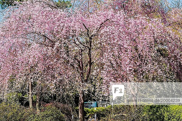 Kleiner Kirschblütenbaum in voller Blüte  umgeben von grünen Heckenbüschen an einem hellen sonnigen Tag  Südkorea  Südkorea  Asien