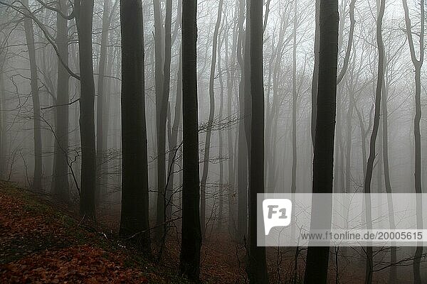Buchenwald in tiefem Nebel  Schipka Pass  Bulgarien  Osteuropa  Europa
