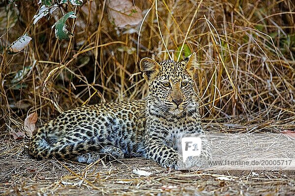 Leopard (Panthera pardus) juvenil  Ruhephase  Afrika  Sambia  Sambia  Afrika