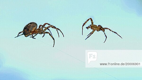 Nahaufnahme  Makro von zwei Gartenkreuzspinnen (Araneus diadematus)  das Männchen näherte sich dem Weibchen  um sich zu paaren  gab aber auf und sprang aus dem Netz