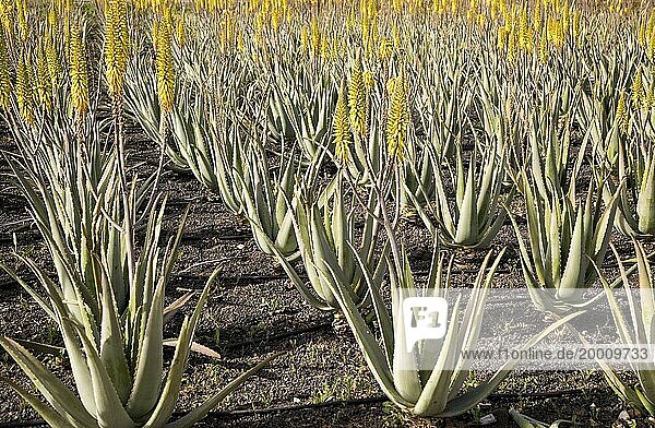 Aloe vera plants growing in field  Oliva  Fuerteventura  Canary Islands  Spain  Europe